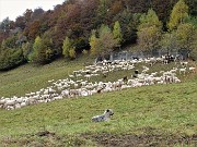 Monte Due Mani (1656 m) con Cima Muschiada (1458 m) dalla Culmine S. Pietro il 21 ottobre 2020- FOTOGALLERY 